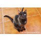 Katzenhilfe Katzensternchen: Mika - Kater