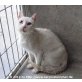 Katzenhilfe Katzensternchen: NOTFALL! Marina  - Katze