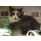 Katzenhilfe Katzensternchen: NOTFALL! Turca - - Katze