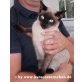 Katzenhilfe Katzensternchen: Ossa - Katze