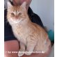 Katzenhilfe Katzensternchen: Petra - Katze