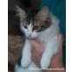 Katzenhilfe Katzensternchen: Rodri - Kater