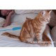 Katzenhilfe Katzensternchen: Rory - Kater