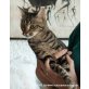 Katzenhilfe Katzensternchen: Tany - Katze