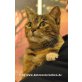 Katzenhilfe Katzensternchen: Tara - ältere La - Katze