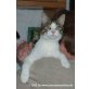 Katzenhilfe Katzensternchen: Tom - Kater
