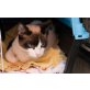 Katzenhilfe katzensternchen: Albi - Kater