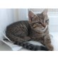 Katzenkind Babykater Katze - Kater