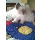 Katzenkind, langhaarige Mix-Babys - Katze