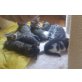 Katzenkinder - Kater