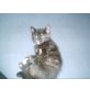 Katzenkinder - Katze