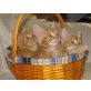 Katzenkinder suchen ein Zuhause - Katze