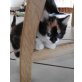 Katzenkinder suchen liebevolles Zuhause - Kater