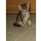 Katzenkinder zu vergeben - Katze