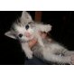 Katzenkinder zu verschenken - Katze