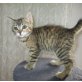 Katzenmädchen 9 Wochen alt, Katzenmädchen 9 Wochen alt - Katze