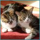 Katzenpaaar: Ten und Escalero, EKH - Katze