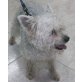 Kay, (West Highland) Terrier - Rüde