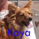 Kaya 2, Wuschel-Mix - Hündin
