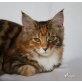 Kaya, Maine Coon - Katze