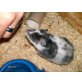 Kaya, Teddyhamster - weiblich