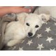 Kaya, kleine Schneeflocke sucht Zuhause Welpen - Hündin