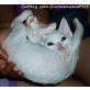 Kayla vom Gnomenwald, Devon Rex - Katze