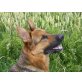 Kazan, Deutscher Schäferhund - Rüde