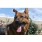 Kazan, tollerBub, Deutscher Schäferhund - Rüde