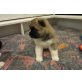 Kc Reg Akita Pups- Mit Beiden Vaccinations, Akita Inu - Hündin