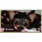 Keila-Nana, Yorkshire Terrier Welpen - Hündin