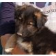 Keilo, Schäferhund Collie Mix Welpen - Rüde