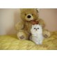 Kein name, Perser - Katze