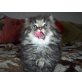 Kein name, Perser - Katze