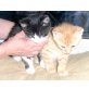 Keinen, Babykatzen - Kater