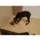 Keinen, Dobermann Welpen - Hündin