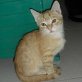 Keko, Europäische Kurzhaarkatze - Kater