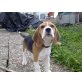 Keks, Beagle Welpen - Rüde