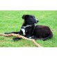 Keks, Border Collie & Labrador Mix Welpe Welpen - Rüde