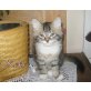 Keks, Maine Coon-Mix und Perser - Kater