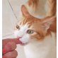 Keks, Pflegestelle in Plankstadt - Kater