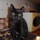 Keli, Europäische Kurzhaarkatze - Katze