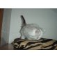 Kelly, Persermix/Perser - Katze