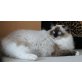 Kelly, Ragdoll - Katze