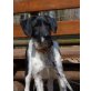 Kelly, Schnautzer-Mix - Hündin