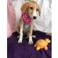 Kelly, Setter-Mischling Welpen - Hündin