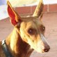 Kelly wartet schon soooooo lange......., Podenco Mix - Hündin