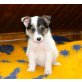 Kelpie-Sheltie Mischlingswelpen Welpen - Rüde