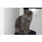 Kelwin, Britisch Kurzhaarkatze - Kater