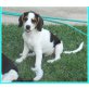 Ken, Beagle Mix - Rüde